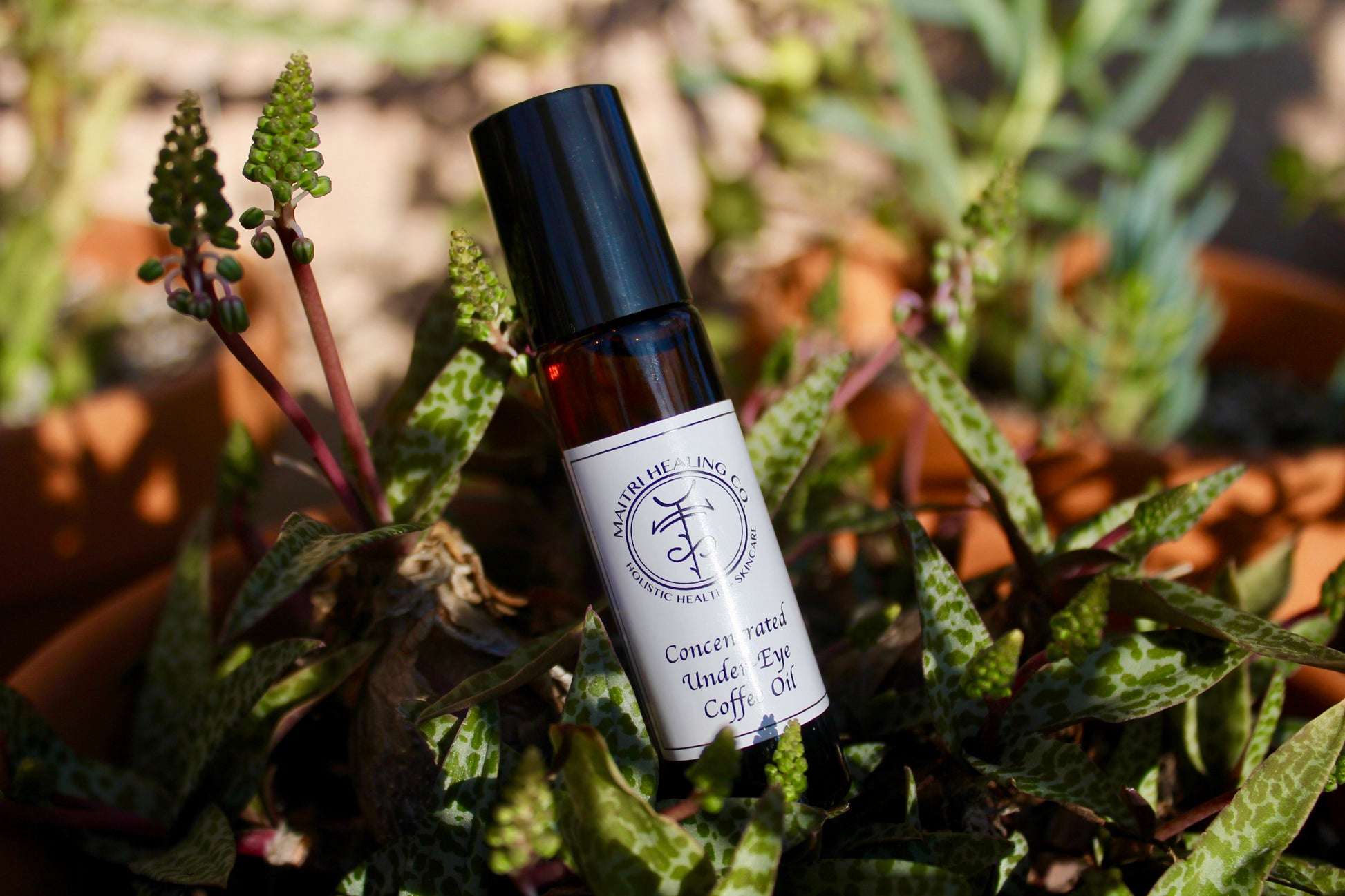 Concentrated Under-eye Coffee Oil - Maitri Healing Co.